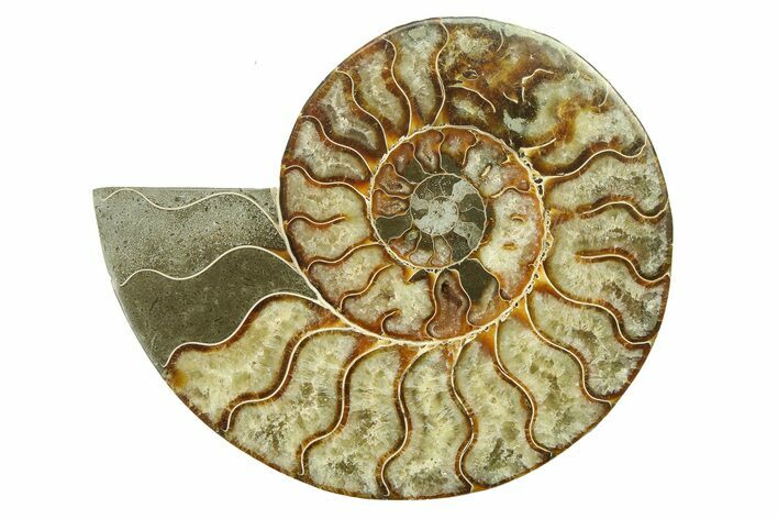 Cut & Polished Ammonite Fossil (Half) - Madagascar #317644